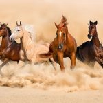 Arabian horse show