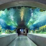 Ranking Arizona at OdySea Aquarium