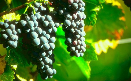 Northern Arizona wineries grapes on the vine