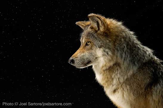 Mexican gray wolf photographed by Joel Sartore