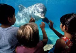 2H6 Dolphin, SeaWorld, California; Photo: SeaWorld San Diego