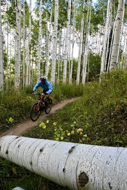 Mountain biking, aspen grove, Vail, CO