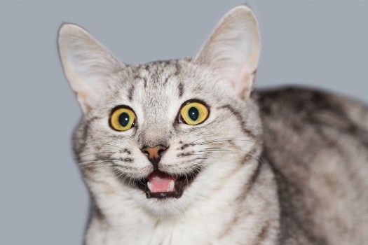 Year's funniest cat videos earn 2016 Cat Oscars - AZ Big Media