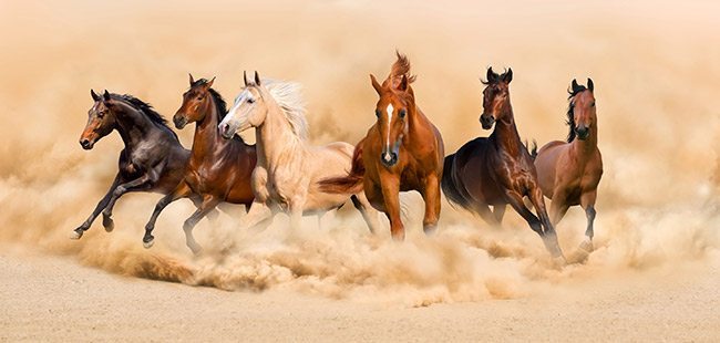 Arabian horse show