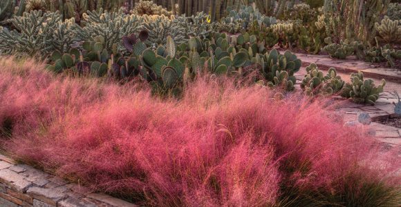 Desert Botanical Garden Breaks Ground On Butterfly Exhibit Az