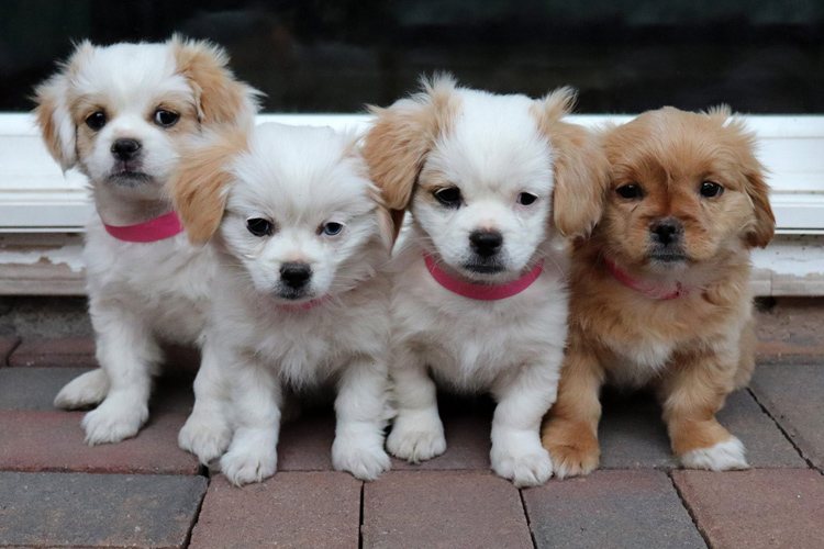 small dogs for adoption