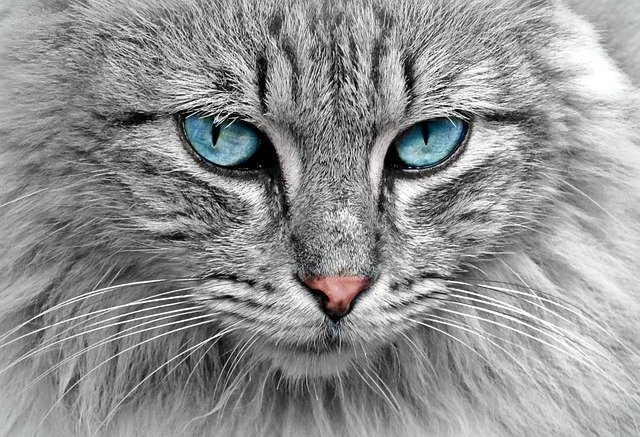 Top 2024 cat breeds