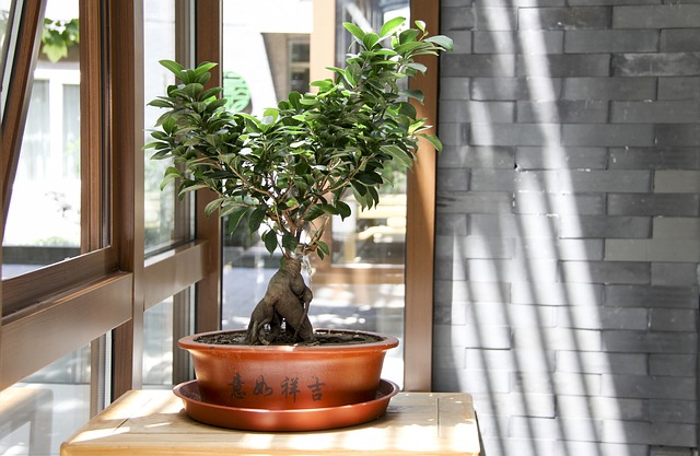 6 Types Of Bonsai Trees You Can Grow Indoors Az Big Media