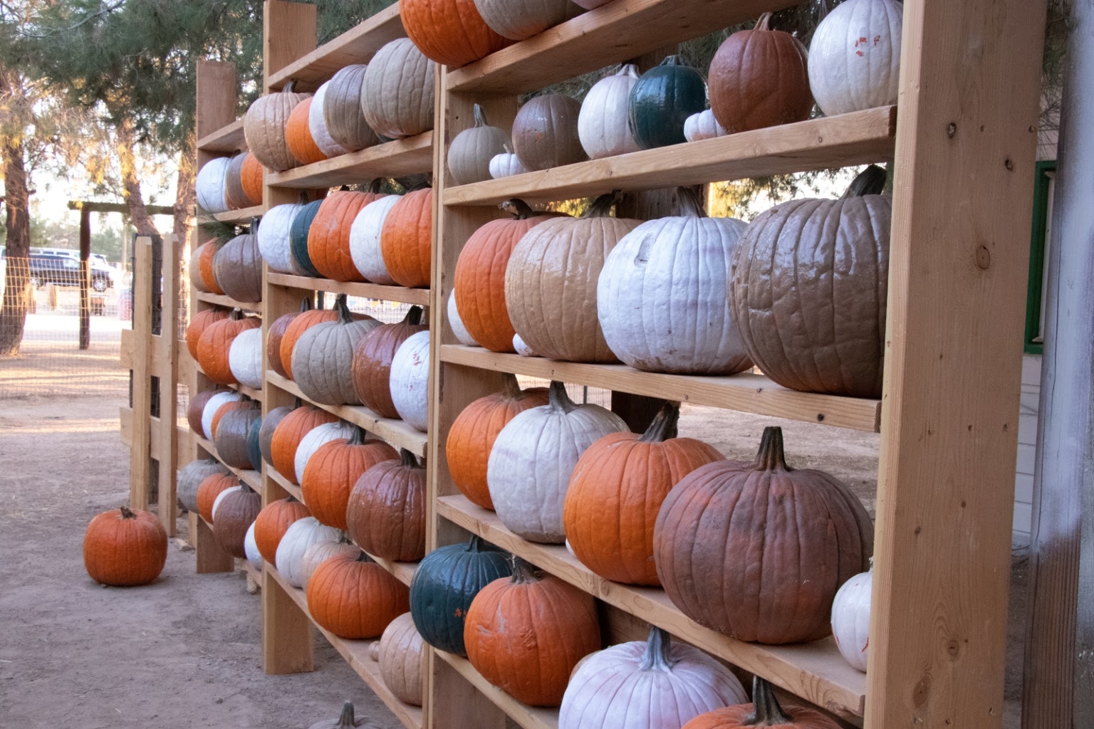 Pumpkin patches open across Arizona, but are they safe for families