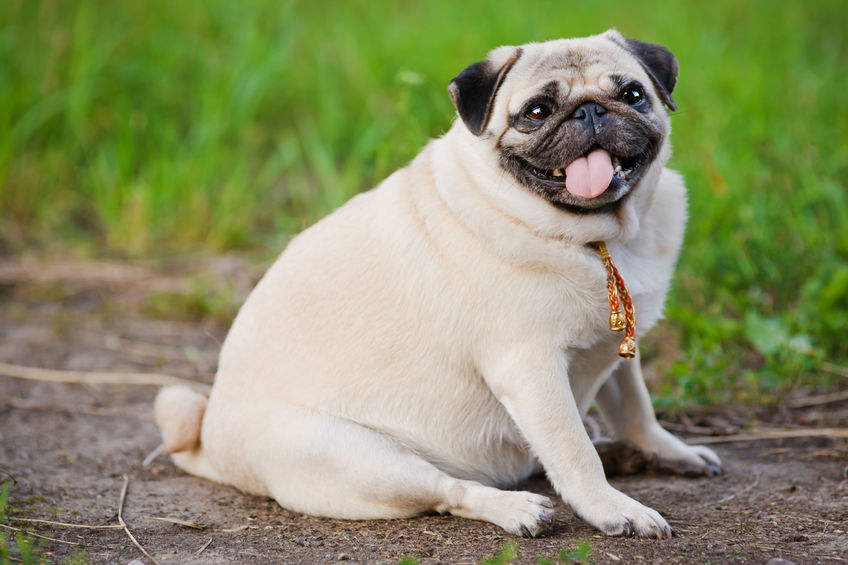 3 tips to help pets lose pandemic weight in 2021 - AZ Big Media