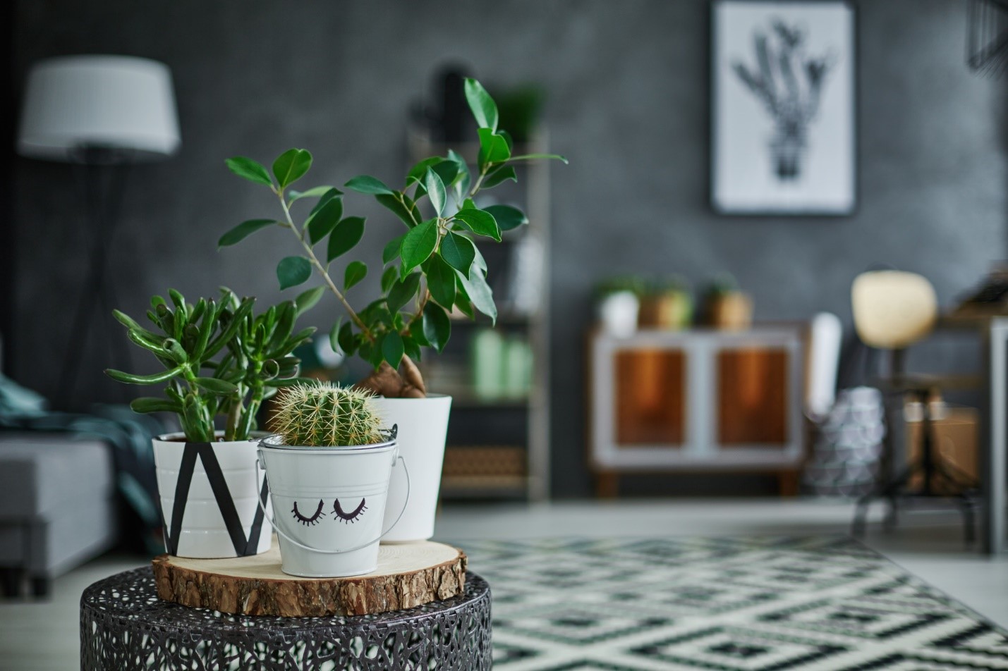 Enhancing your home decoration by adding plants: A lockdown wonder