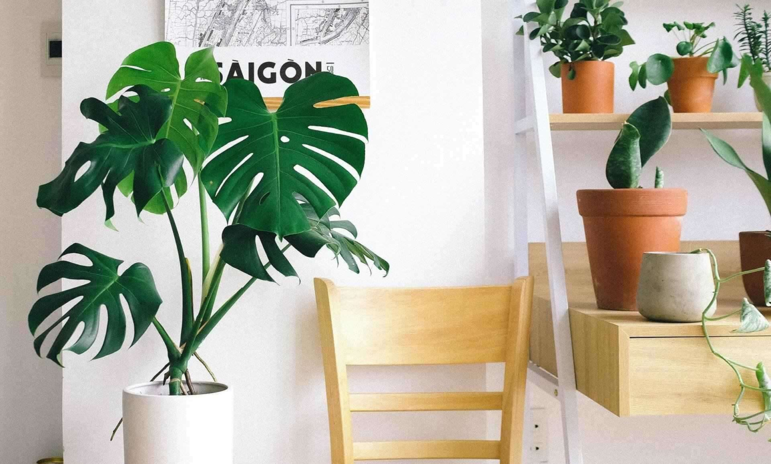 Monstera Adansonii Care: How To Care And Growing Guide - Az Big Media