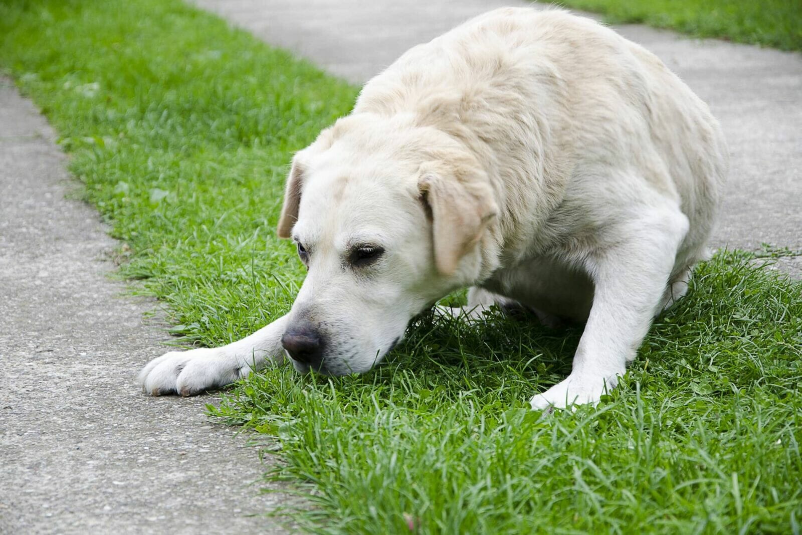 Dog keeps being sick at sale night