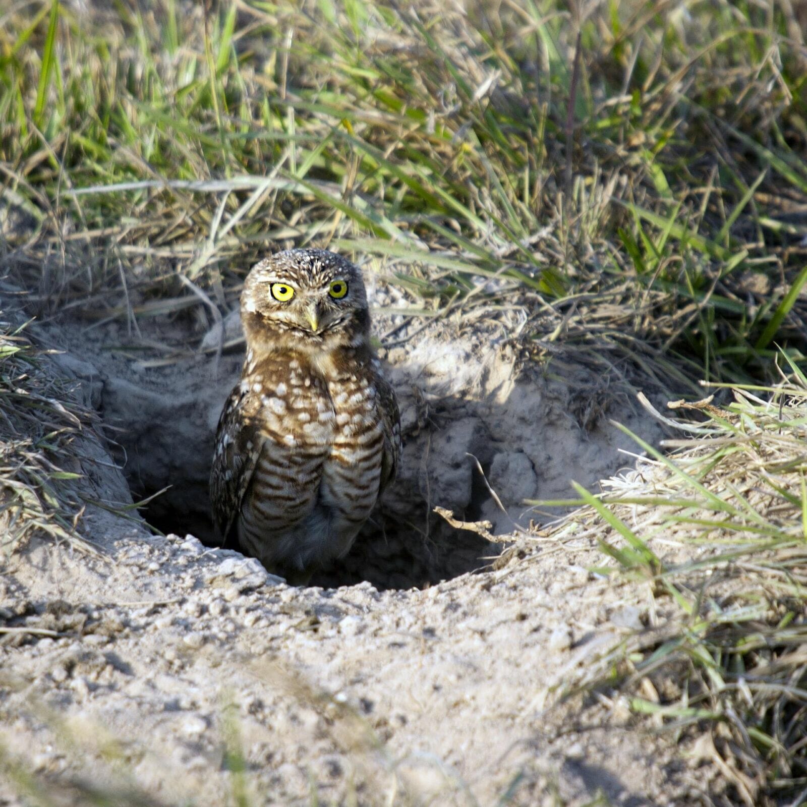 Burrowing owl in whole in ground surrounded by grass.