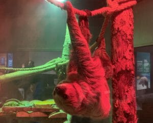 Three toed sloth hangs on rope at Arizona Science Center exhibit.
