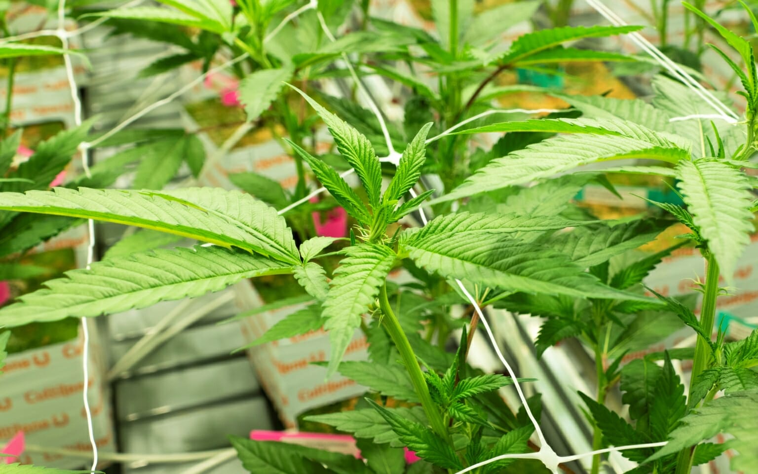 Mint Cannabis brings first 24hour dispensary to Arizona AZ Big Media