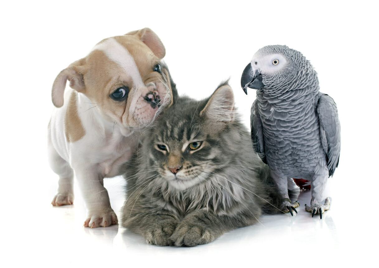 Puppy, cat and African Grey parrot cuddle together.