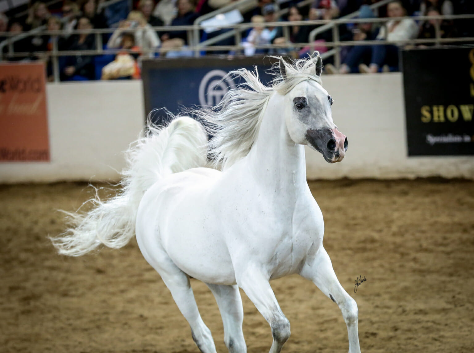 Here's a look at the growth of the Scottsdale Arabian Horse Show AZ