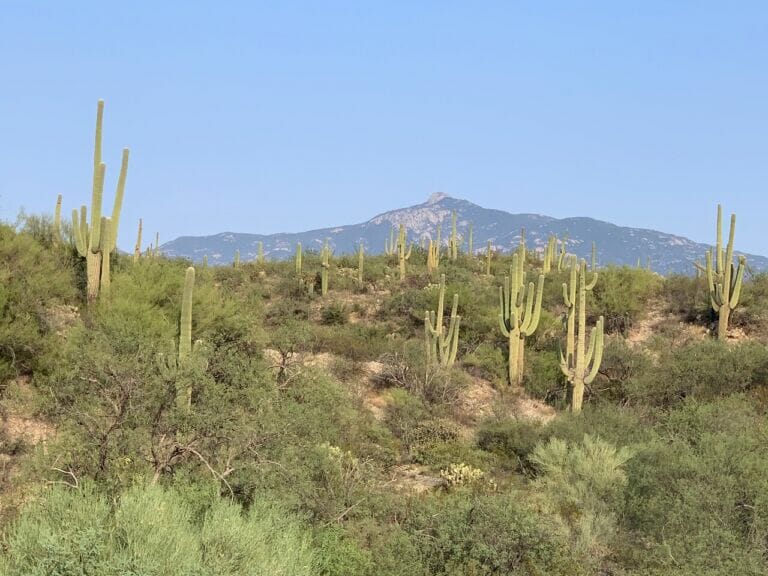 Saguaros-Rincon Peak