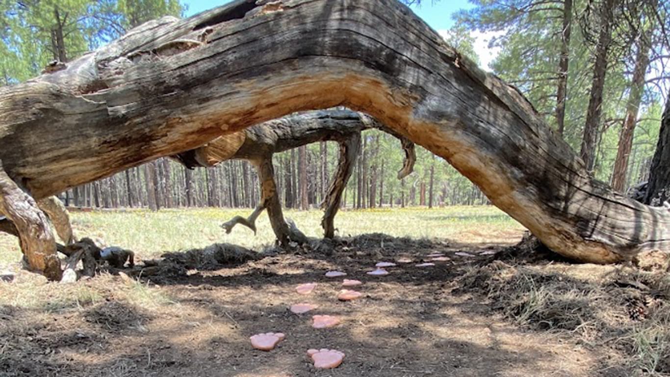 The Barefoot Trail main