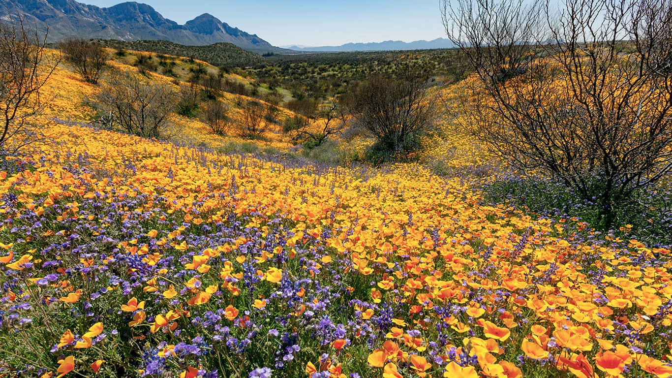 Arizona spot is named among best places to see spring flowers in the U.S.