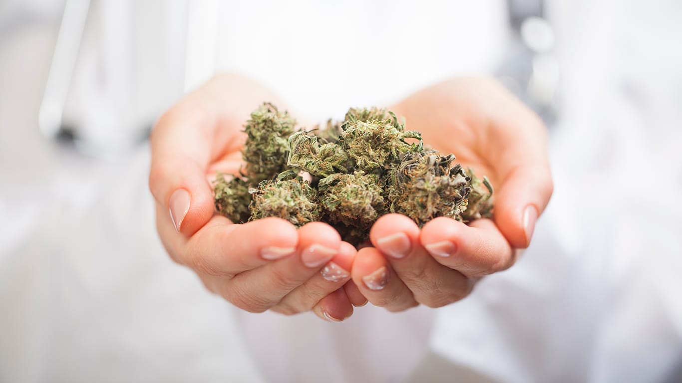 Medical marijuana in the hand of a doctor.