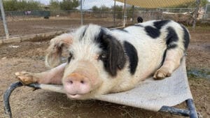 Better Piggies Rescue teams with Green Vegetarian, Nami for fundraising campaign