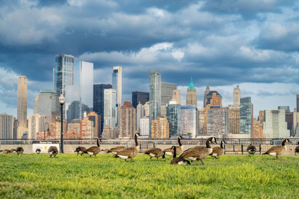 How Canada goose infestations reduce commercial property value and increase maintenance costs