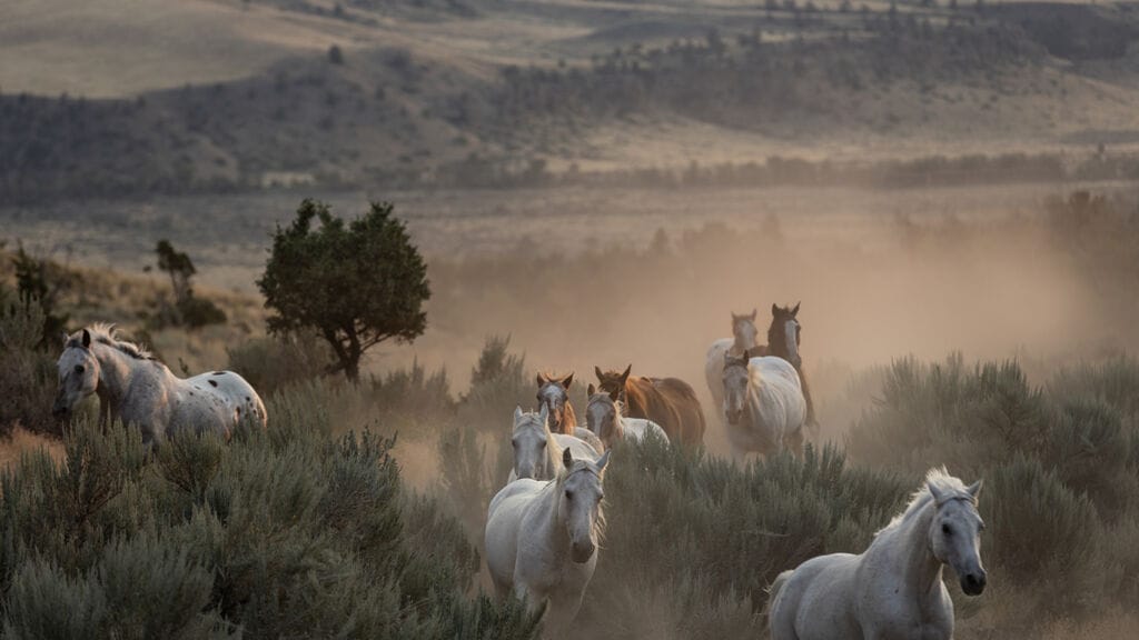 How ‘100 Years of Dude Ranching’ captures the soul of the West