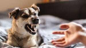 7 facts about dog bites in Illinois every parent should know