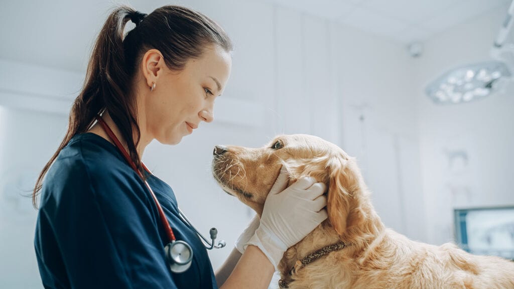 Helping veterinary practices create a more compassionate client experience